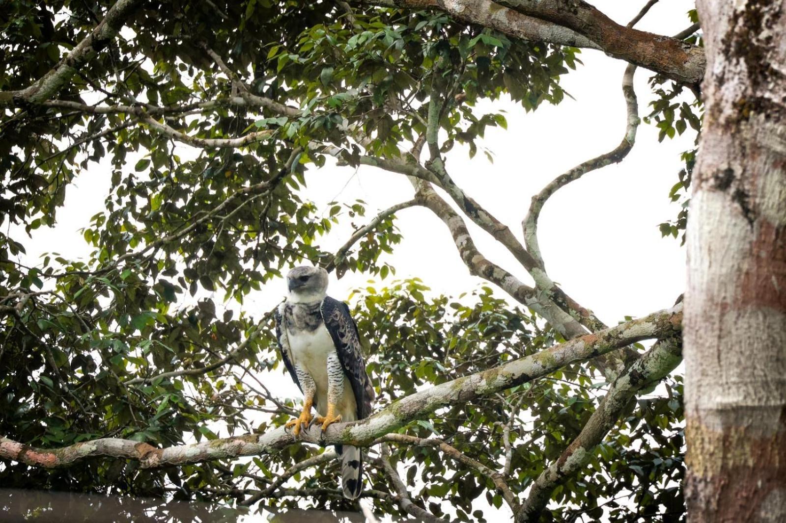 Pousada Paraiso Do Calango Azul 菲格雷多总统镇 外观 照片