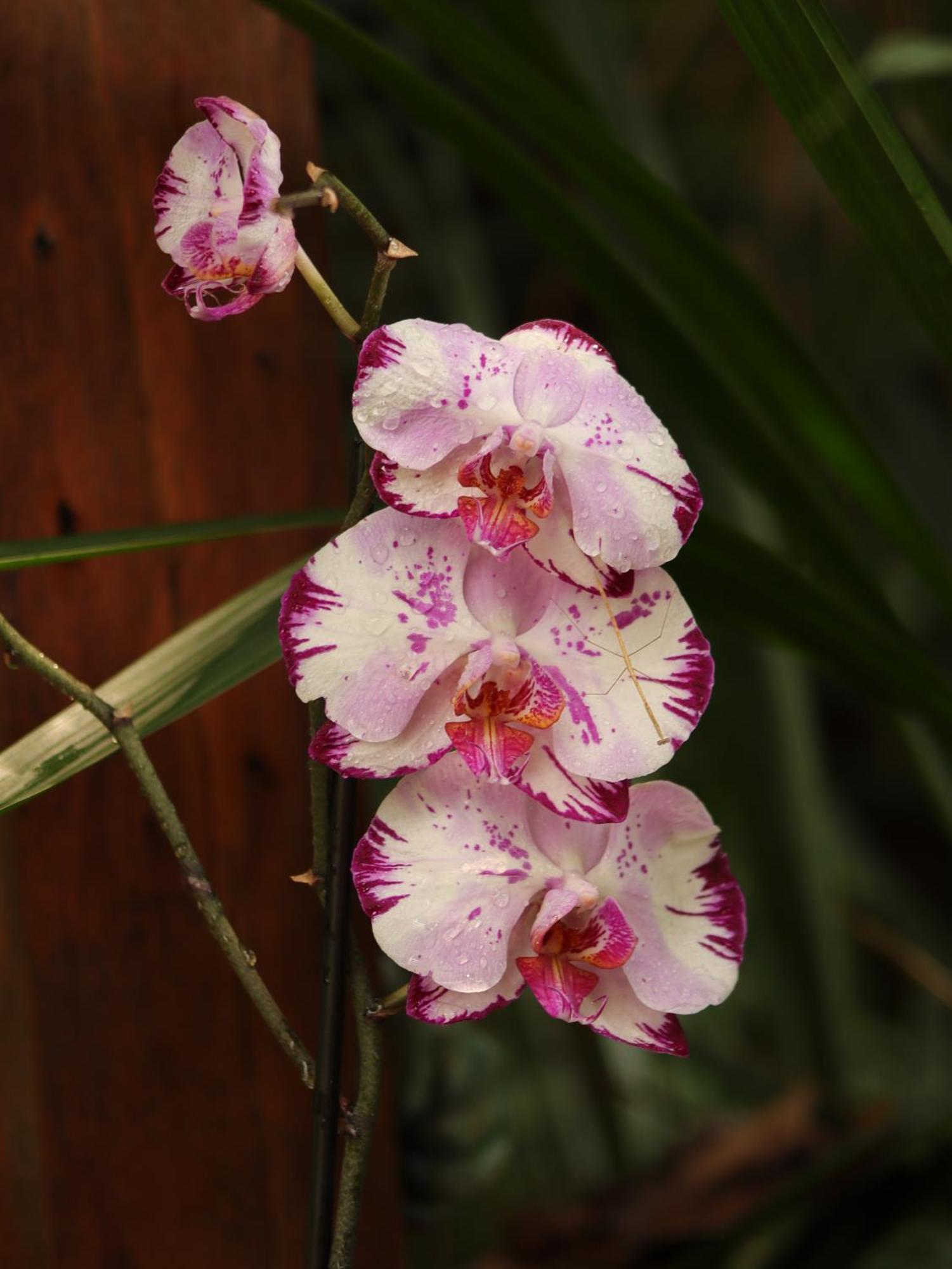 Pousada Paraiso Do Calango Azul 菲格雷多总统镇 外观 照片