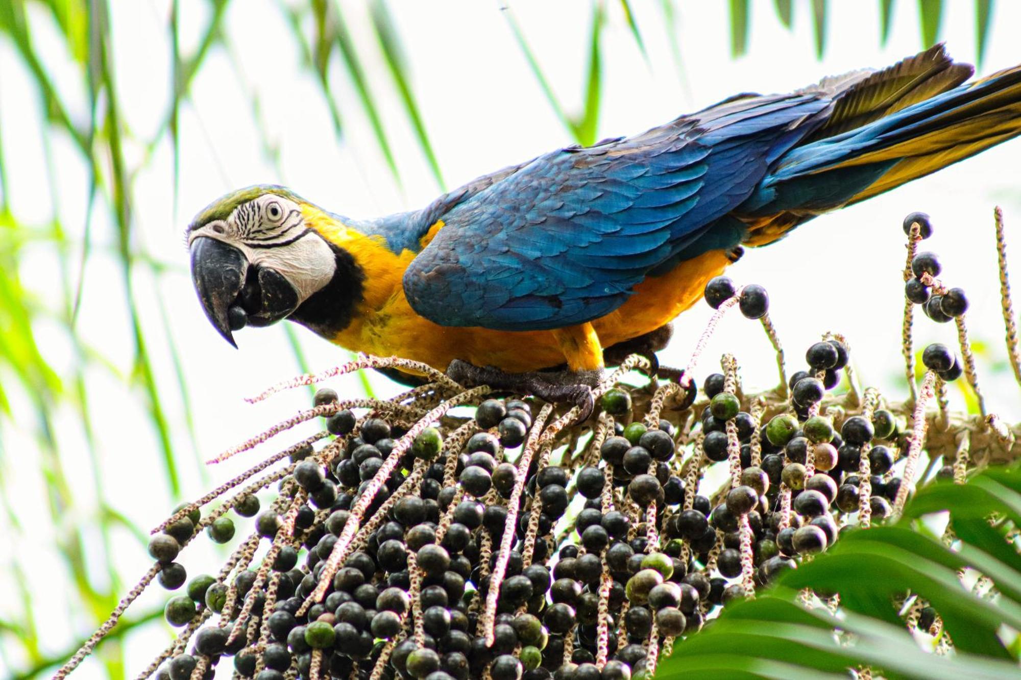 Pousada Paraiso Do Calango Azul 菲格雷多总统镇 外观 照片