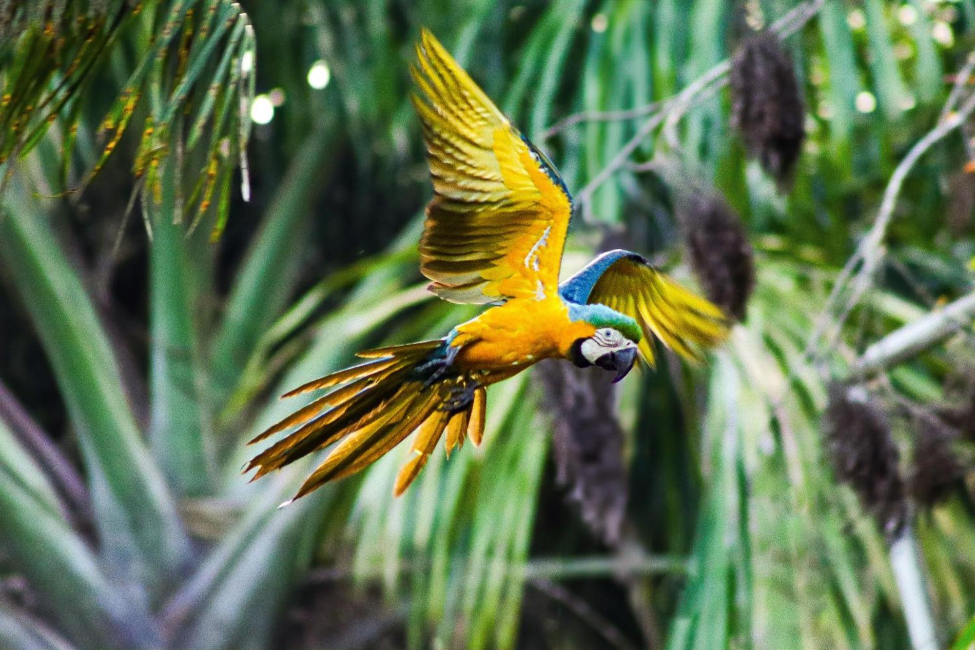 Pousada Paraiso Do Calango Azul 菲格雷多总统镇 外观 照片